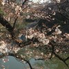 外堀の桜はまだ二分咲